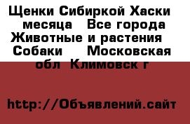 Щенки Сибиркой Хаски 2 месяца - Все города Животные и растения » Собаки   . Московская обл.,Климовск г.